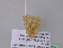 ( - BC ZSM Lep 37198)  @12 [ ] CreativeCommons - Attribution Non-Commercial Share-Alike (2010) Axel Hausmann/Bavarian State Collection of Zoology (ZSM) SNSB, Zoologische Staatssammlung Muenchen
