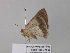  ( - BC ZSM Lep 37228)  @12 [ ] CreativeCommons - Attribution Non-Commercial Share-Alike (2010) Axel Hausmann/Bavarian State Collection of Zoology (ZSM) SNSB, Zoologische Staatssammlung Muenchen