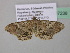  (Macaria AH06GhCa - BC ZSM Lep 37238)  @14 [ ] CreativeCommons - Attribution Non-Commercial Share-Alike (2010) Axel Hausmann/Bavarian State Collection of Zoology (ZSM) SNSB, Zoologische Staatssammlung Muenchen