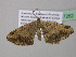  (Macaria AH15GhCa - BC ZSM Lep 37262)  @13 [ ] CreativeCommons - Attribution Non-Commercial Share-Alike (2010) Axel Hausmann/Bavarian State Collection of Zoology (ZSM) SNSB, Zoologische Staatssammlung Muenchen