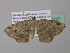  (Macaria AH27GhCa - BC ZSM Lep 37277)  @13 [ ] CreativeCommons - Attribution Non-Commercial Share-Alike (2010) Axel Hausmann/Bavarian State Collection of Zoology (ZSM) SNSB, Zoologische Staatssammlung Muenchen