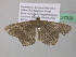  ( - BC ZSM Lep 37326)  @13 [ ] CreativeCommons - Attribution Non-Commercial Share-Alike (2010) Axel Hausmann/Bavarian State Collection of Zoology (ZSM) SNSB, Zoologische Staatssammlung Muenchen