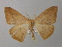  (Eupsamma AH02Ke - BC ZSM Lep 37375)  @14 [ ] CreativeCommons - Attribution Non-Commercial Share-Alike (2010) Axel Hausmann/Bavarian State Collection of Zoology (ZSM) SNSB, Zoologische Staatssammlung Muenchen