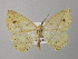  ( - BC ZSM Lep 37381)  @13 [ ] CreativeCommons - Attribution Non-Commercial Share-Alike (2010) Axel Hausmann/Bavarian State Collection of Zoology (ZSM) SNSB, Zoologische Staatssammlung Muenchen