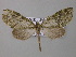  ( - BC ZSM Lep 46999)  @14 [ ] CreativeCommons - Attribution Non-Commercial Share-Alike (2010) Axel Hausmann/Bavarian State Collection of Zoology (ZSM) SNSB, Zoologische Staatssammlung Muenchen