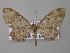  ( - BC ZSM Lep 47000)  @14 [ ] CreativeCommons - Attribution Non-Commercial Share-Alike (2010) Axel Hausmann/Bavarian State Collection of Zoology (ZSM) SNSB, Zoologische Staatssammlung Muenchen