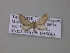  ( - BC ZSM Lep 47001)  @12 [ ] CreativeCommons - Attribution Non-Commercial Share-Alike (2010) Axel Hausmann/Bavarian State Collection of Zoology (ZSM) SNSB, Zoologische Staatssammlung Muenchen