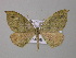  ( - BC ZSM Lep 47046)  @14 [ ] CreativeCommons - Attribution Non-Commercial Share-Alike (2010) Axel Hausmann/Bavarian State Collection of Zoology (ZSM) SNSB, Zoologische Staatssammlung Muenchen