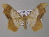  (Zeheba AH01Tz - BC ZSM Lep 47065)  @14 [ ] CreativeCommons - Attribution Non-Commercial Share-Alike (2010) Axel Hausmann/Bavarian State Collection of Zoology (ZSM) SNSB, Zoologische Staatssammlung Muenchen