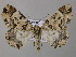  (Oedicentra AH01Tz - BC ZSM Lep 47066)  @14 [ ] CreativeCommons - Attribution Non-Commercial Share-Alike (2010) Axel Hausmann/Bavarian State Collection of Zoology (ZSM) SNSB, Zoologische Staatssammlung Muenchen