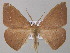  (Psilocerea AH06Tz - BC ZSM Lep 47074)  @15 [ ] CreativeCommons - Attribution Non-Commercial Share-Alike (2010) Axel Hausmann/Bavarian State Collection of Zoology (ZSM) SNSB, Zoologische Staatssammlung Muenchen