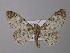  (Cleora AH01Zm - BC ZSM Lep 38433)  @13 [ ] CreativeCommons - Attribution Non-Commercial Share-Alike (2010) Axel Hausmann/Bavarian State Collection of Zoology (ZSM) SNSB, Zoologische Staatssammlung Muenchen