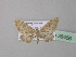  (Idaea BOLD:ABA7685 - BC ZSM Lep 38456)  @12 [ ] CreativeCommons - Attribution Non-Commercial Share-Alike (2010) Axel Hausmann/Bavarian State Collection of Zoology (ZSM) SNSB, Zoologische Staatssammlung Muenchen