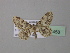  (Idaea fumilinea - BC ZSM Lep 38458)  @13 [ ] CreativeCommons - Attribution Non-Commercial Share-Alike (2010) Axel Hausmann/Bavarian State Collection of Zoology (ZSM) SNSB, Zoologische Staatssammlung Muenchen