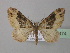  (Xanthorhoe AH06Zm - BC ZSM Lep 38474)  @11 [ ] CreativeCommons - Attribution Non-Commercial Share-Alike (2010) Axel Hausmann/Bavarian State Collection of Zoology (ZSM) SNSB, Zoologische Staatssammlung Muenchen