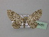  (Eupithecia BOLD:AAQ3866 - BC ZSM Lep 38481)  @13 [ ] CreativeCommons - Attribution Non-Commercial Share-Alike (2010) Axel Hausmann/Bavarian State Collection of Zoology (ZSM) SNSB, Zoologische Staatssammlung Muenchen