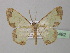 ( - BC ZSM Lep 38482)  @11 [ ] CreativeCommons - Attribution Non-Commercial Share-Alike (2010) Axel Hausmann/Bavarian State Collection of Zoology (ZSM) SNSB, Zoologische Staatssammlung Muenchen
