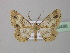  (Zamarada AH05Zm - BC ZSM Lep 38486)  @13 [ ] CreativeCommons - Attribution Non-Commercial Share-Alike (2010) Axel Hausmann/Bavarian State Collection of Zoology (ZSM) SNSB, Zoologische Staatssammlung Muenchen