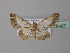  ( - BC ZSM Lep 38487)  @13 [ ] CreativeCommons - Attribution Non-Commercial Share-Alike (2010) Axel Hausmann/Bavarian State Collection of Zoology (ZSM) SNSB, Zoologische Staatssammlung Muenchen
