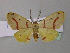  ( - BC ZSM Lep 38498)  @13 [ ] CreativeCommons - Attribution Non-Commercial Share-Alike (2010) Axel Hausmann/Bavarian State Collection of Zoology (ZSM) SNSB, Zoologische Staatssammlung Muenchen