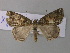  (Xylopteryx BOLD:AAQ3779 - BC ZSM Lep 38516)  @13 [ ] CreativeCommons - Attribution Non-Commercial Share-Alike (2010) Axel Hausmann/Bavarian State Collection of Zoology (ZSM) SNSB, Zoologische Staatssammlung Muenchen