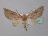  ( - BC ZSM Lep 38528)  @14 [ ] CreativeCommons - Attribution Non-Commercial Share-Alike (2010) Axel Hausmann/Bavarian State Collection of Zoology (ZSM) SNSB, Zoologische Staatssammlung Muenchen