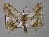  ( - BC ZSM Lep 38546)  @13 [ ] CreativeCommons - Attribution Non-Commercial Share-Alike (2010) Axel Hausmann/Bavarian State Collection of Zoology (ZSM) SNSB, Zoologische Staatssammlung Muenchen