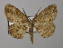  (Racotis AH03SA - BC ZSM Lep 38572)  @11 [ ] CreativeCommons - Attribution Non-Commercial Share-Alike (2010) Axel Hausmann/Bavarian State Collection of Zoology (ZSM) SNSB, Zoologische Staatssammlung Muenchen