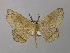  ( - BC ZSM Lep 38573)  @13 [ ] CreativeCommons - Attribution Non-Commercial Share-Alike (2010) Axel Hausmann/Bavarian State Collection of Zoology (ZSM) SNSB, Zoologische Staatssammlung Muenchen