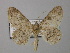  (Cleora AH05SA - BC ZSM Lep 38580)  @11 [ ] CreativeCommons - Attribution Non-Commercial Share-Alike (2010) Axel Hausmann/Bavarian State Collection of Zoology (ZSM) SNSB, Zoologische Staatssammlung Muenchen