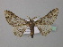  (Omphalucha exocholoxa - BC ZSM Lep 38582)  @13 [ ] CreativeCommons - Attribution Non-Commercial Share-Alike (2010) Axel Hausmann/Bavarian State Collection of Zoology (ZSM) SNSB, Zoologische Staatssammlung Muenchen