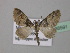 (Eupithecia dilucidaAH01SA - BC ZSM Lep 38591)  @11 [ ] CreativeCommons - Attribution Non-Commercial Share-Alike (2010) Axel Hausmann/Bavarian State Collection of Zoology (ZSM) SNSB, Zoologische Staatssammlung Muenchen