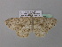  (Zeuctoboarmia AH04GhCa - BC ZSM Lep 38630)  @14 [ ] CreativeCommons - Attribution Non-Commercial Share-Alike (2010) Axel Hausmann/Bavarian State Collection of Zoology (ZSM) SNSB, Zoologische Staatssammlung Muenchen