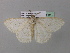  (Zeuctoboarmia AH05GhCa - BC ZSM Lep 38631)  @13 [ ] CreativeCommons - Attribution Non-Commercial Share-Alike (2010) Axel Hausmann/Bavarian State Collection of Zoology (ZSM) SNSB, Zoologische Staatssammlung Muenchen