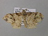  ( - BC ZSM Lep 38679)  @13 [ ] CreativeCommons - Attribution Non-Commercial Share-Alike (2010) Axel Hausmann/Bavarian State Collection of Zoology (ZSM) SNSB, Zoologische Staatssammlung Muenchen