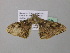  ( - BC ZSM Lep 38685)  @13 [ ] CreativeCommons - Attribution Non-Commercial Share-Alike (2010) Axel Hausmann/Bavarian State Collection of Zoology (ZSM) SNSB, Zoologische Staatssammlung Muenchen