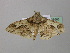  ( - BC ZSM Lep 38686)  @14 [ ] CreativeCommons - Attribution Non-Commercial Share-Alike (2010) Axel Hausmann/Bavarian State Collection of Zoology (ZSM) SNSB, Zoologische Staatssammlung Muenchen