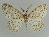  (Metapercnia - BC ZSM Lep 39292)  @14 [ ] CreativeCommons - Attribution Non-Commercial Share-Alike (2010) Axel Hausmann/Bavarian State Collection of Zoology (ZSM) SNSB, Zoologische Staatssammlung Muenchen