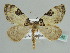  ( - BC ZSM Lep 39342)  @11 [ ] CreativeCommons - Attribution Non-Commercial Share-Alike (2010) Axel Hausmann/Bavarian State Collection of Zoology (ZSM) SNSB, Zoologische Staatssammlung Muenchen