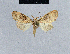  ( - BC ZSM Lep 42055)  @12 [ ] CreativeCommons - Attribution Non-Commercial Share-Alike (2010) Axel Hausmann/Bavarian State Collection of Zoology (ZSM) SNSB, Zoologische Staatssammlung Muenchen