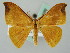  (Tridrepana UB01 - BC ZSM Lep 45989)  @14 [ ] CreativeCommons - Attribution Non-Commercial Share-Alike (2010) Axel Hausmann/Bavarian State Collection of Zoology (ZSM) SNSB, Zoologische Staatssammlung Muenchen