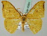  (Tridrepana UB02 - BC ZSM Lep 45991)  @15 [ ] CreativeCommons - Attribution Non-Commercial Share-Alike (2010) Axel Hausmann/Bavarian State Collection of Zoology (ZSM) SNSB, Zoologische Staatssammlung Muenchen