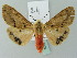  (Spilosoma pallidivenaUB01 - BC ZSM Lep 46022)  @14 [ ] CreativeCommons - Attribution Non-Commercial Share-Alike (2010) Axel Hausmann/Bavarian State Collection of Zoology (ZSM) SNSB, Zoologische Staatssammlung Muenchen