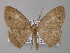  (Pycnostega AH01Tz - BC ZSM Lep 42213)  @14 [ ] CreativeCommons - Attribution Non-Commercial Share-Alike (2010) Axel Hausmann/Bavarian State Collection of Zoology (ZSM) SNSB, Zoologische Staatssammlung Muenchen