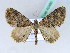  (Polystroma subspissata - BC ZSM Lep 42460)  @14 [ ] CreativeCommons - Attribution Non-Commercial Share-Alike (2010) Axel Hausmann/Bavarian State Collection of Zoology (ZSM) SNSB, Zoologische Staatssammlung Muenchen