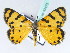  (Veniliodes BOLD:AAH7874 - BC ZSM Lep 42475)  @15 [ ] CreativeCommons - Attribution Non-Commercial Share-Alike (2010) Axel Hausmann/Bavarian State Collection of Zoology (ZSM) SNSB, Zoologische Staatssammlung Muenchen