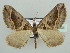  (Larentia bitrita - BC ZSM Lep 44384)  @14 [ ] CreativeCommons - Attribution Non-Commercial Share-Alike (2010) Axel Hausmann/Bavarian State Collection of Zoology (ZSM) SNSB, Zoologische Staatssammlung Muenchen