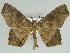  (Miantochora griseata - BC ZSM Lep 46619)  @11 [ ] CreativeCommons - Attribution Non-Commercial Share-Alike (2010) Axel Hausmann/Bavarian State Collection of Zoology (ZSM) SNSB, Zoologische Staatssammlung Muenchen
