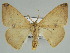  (Xanthisthisa lemairei - BC ZSM Lep 46632)  @11 [ ] CreativeCommons - Attribution Non-Commercial Share-Alike (2010) Axel Hausmann/Bavarian State Collection of Zoology (ZSM) SNSB, Zoologische Staatssammlung Muenchen