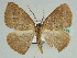  (Psilocerea turpis - BC ZSM Lep 46639)  @13 [ ] CreativeCommons - Attribution Non-Commercial Share-Alike (2010) Axel Hausmann/Bavarian State Collection of Zoology (ZSM) SNSB, Zoologische Staatssammlung Muenchen
